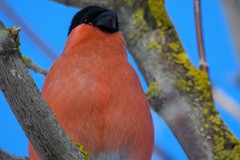 Pyrrhula pyrrhula