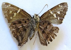 Thorybes dorantes dorantes