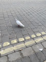 Columba livia domestica