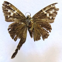 Thorybes dorantes dorantes