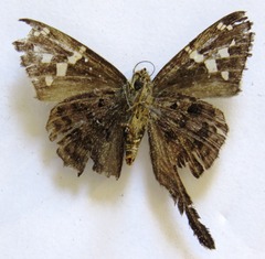 Thorybes dorantes dorantes