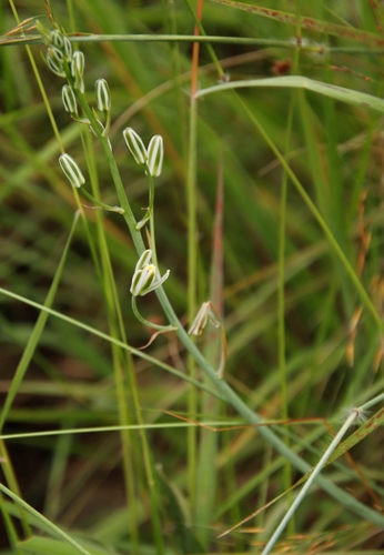 Albuca kirkii