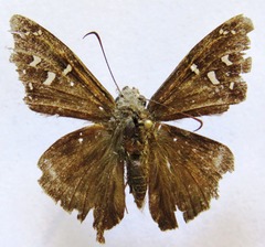 Thorybes dorantes dorantes