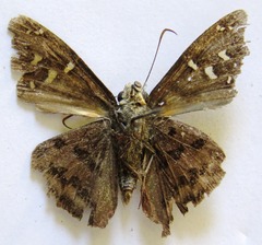 Thorybes dorantes dorantes