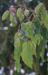 Flindersia brayleyana