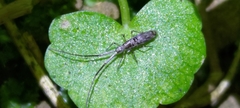 Paronellidae