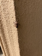 Apodiphus integriceps