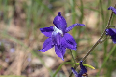Delphinium bicolor