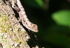 Anolis lemurinus