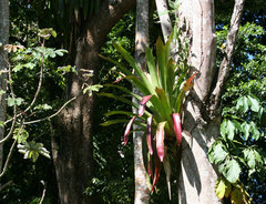 Aechmea mexicana