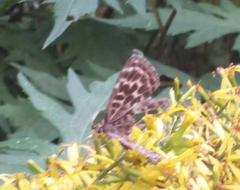 Takashia nana