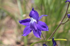 Delphinium bicolor