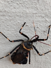 Pantoleistes princeps