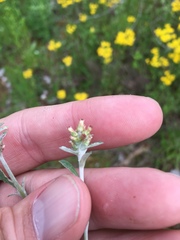 Gamochaeta argyrinea