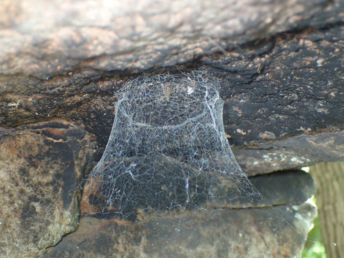 Thorell's Lampshade-web Spider