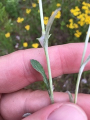 Gamochaeta argyrinea