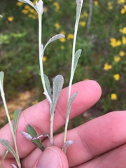 Gamochaeta argyrinea