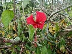 Hibiscus × archeri