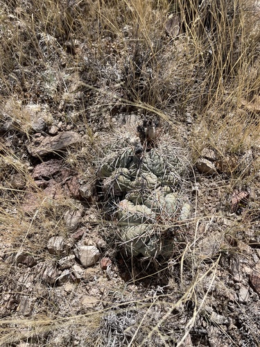 Echinocactus horizonthalonius