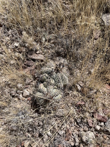 Echinocactus horizonthalonius