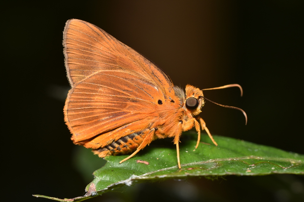 Orange Awlet