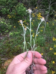Gamochaeta argyrinea