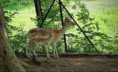 Dama