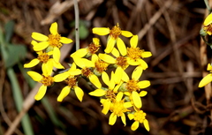 Senecio venosus