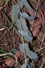 Senecio venosus