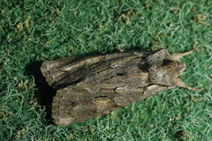 Lithophane furcifera