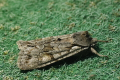 Lithophane furcifera