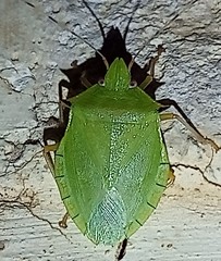 Chlorocoris distinctus