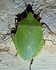 Chlorocoris distinctus