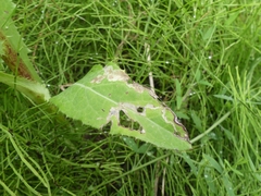 Liriomyza taraxaci