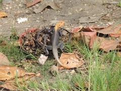 Agama agama