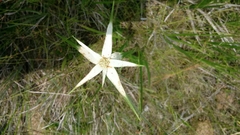 Rhynchospora latifolia