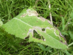 Liriomyza taraxaci