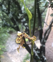 Cyrtochilum divaricatum