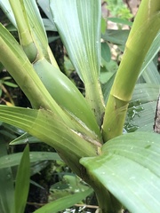 Cyrtochilum divaricatum