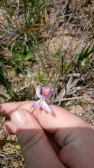 Calopogon pallidus