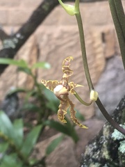 Cyrtochilum divaricatum