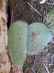 Haemanthus humilis