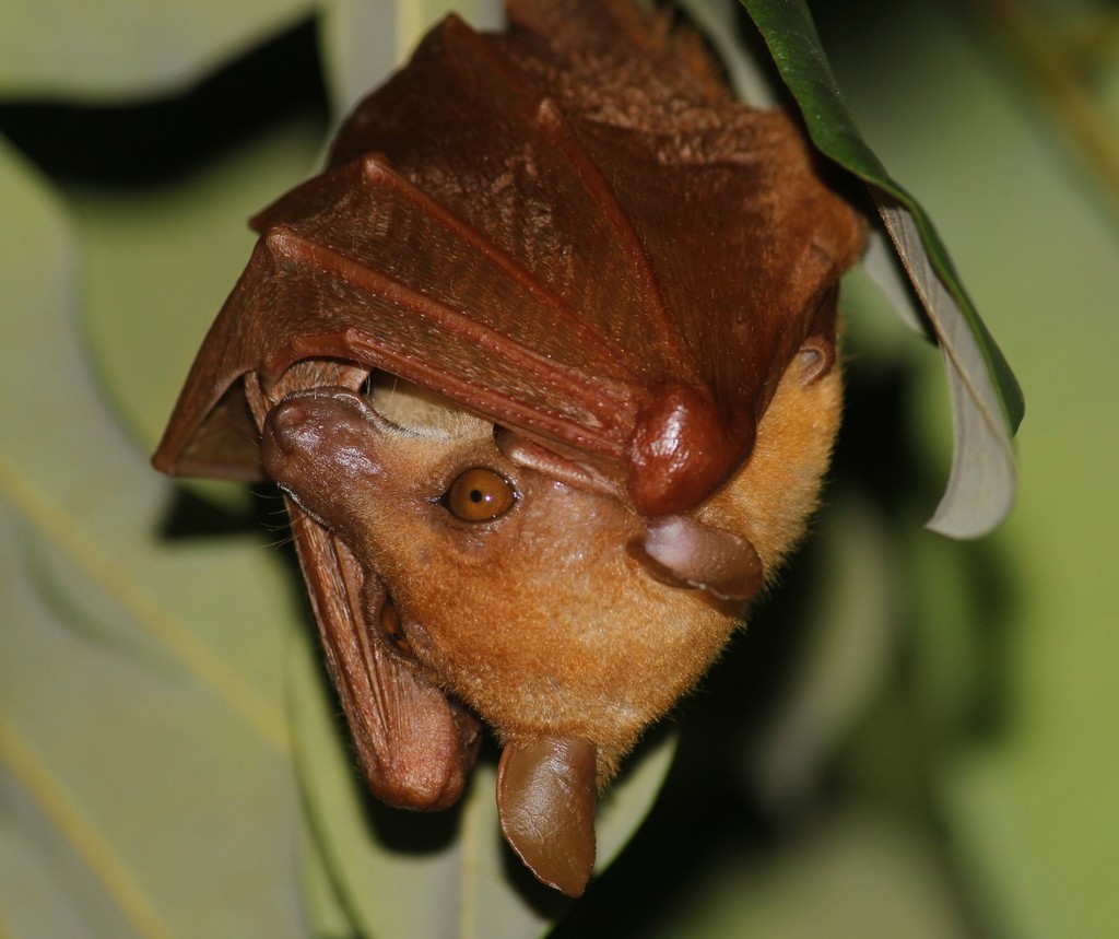 Dagger-Toothed Long-Nosed Fruit Bat