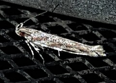 Anatrachyntis rileyi
