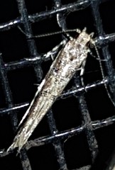 Anatrachyntis rileyi