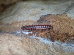 Pseudopolydesmus erasus