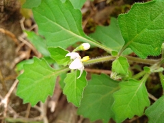 Solanum nigrum