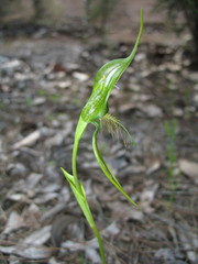 Pterostylis turfosa