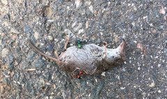 Crocidura suaveolens