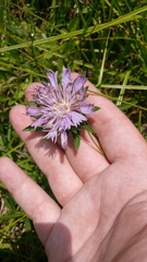 Stokesia laevis